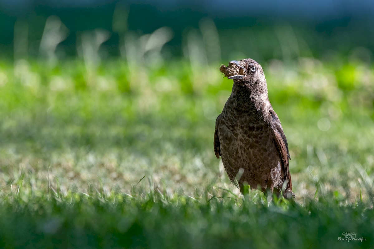 Eurasian Jackdaw - ML171690411