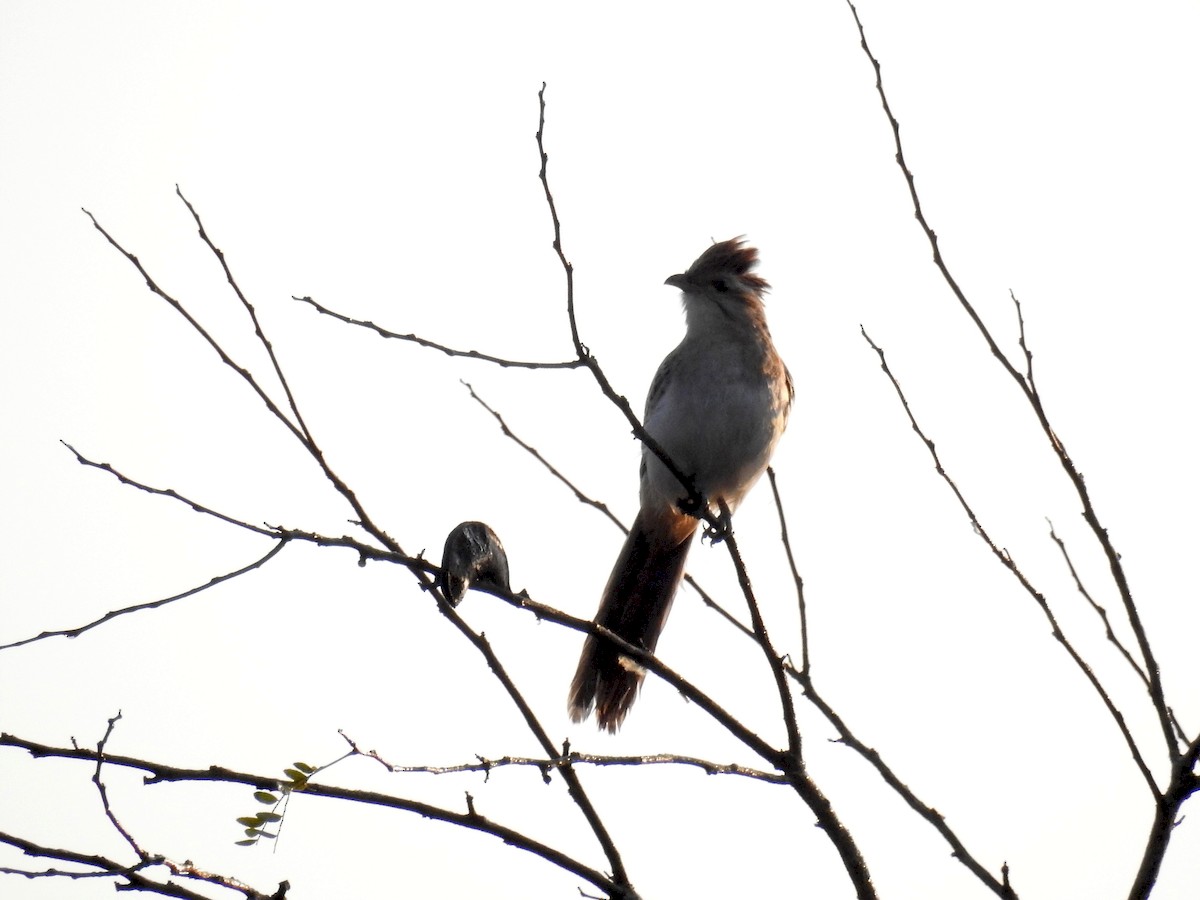 Striped Cuckoo - ML171692481