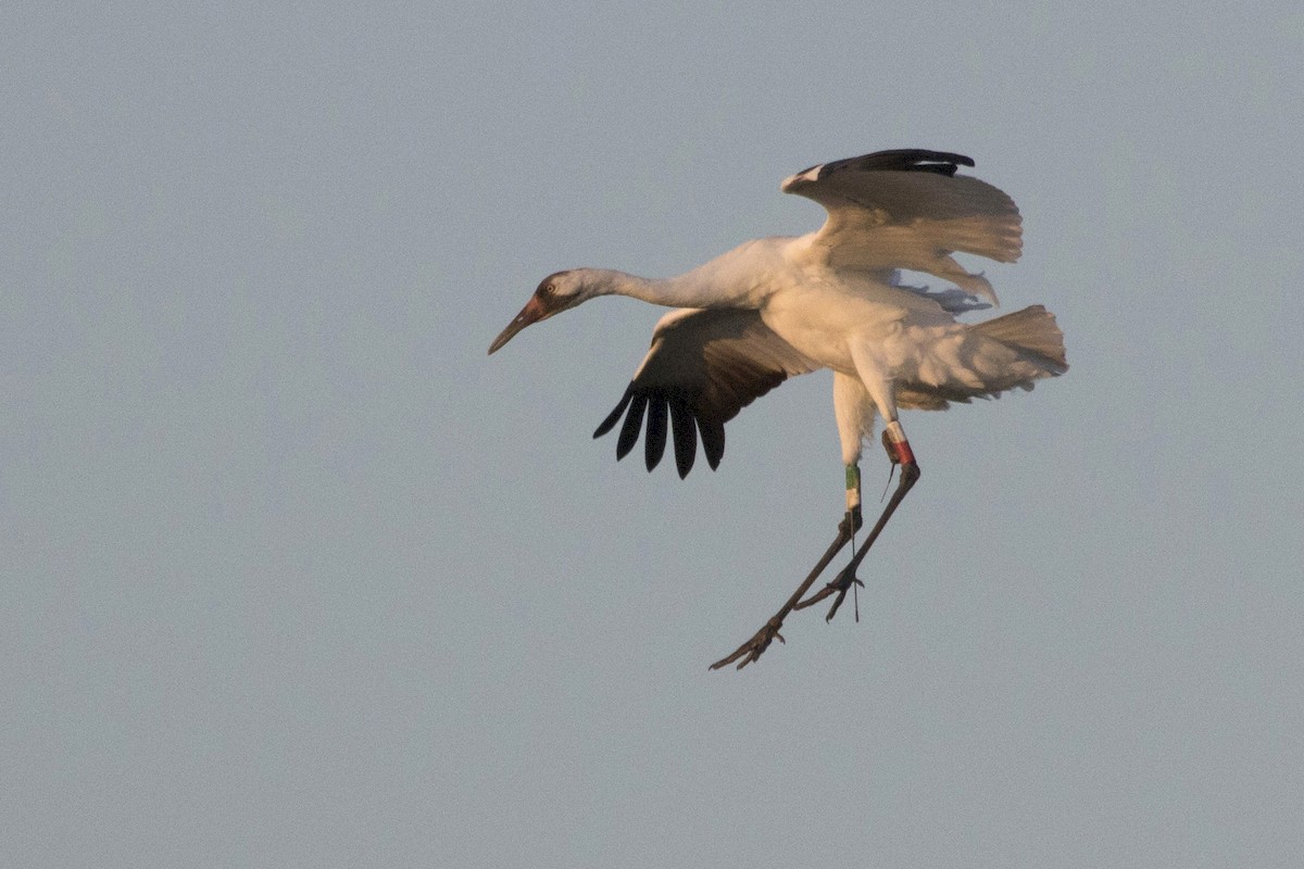 Whooping Crane - Michael Bowen