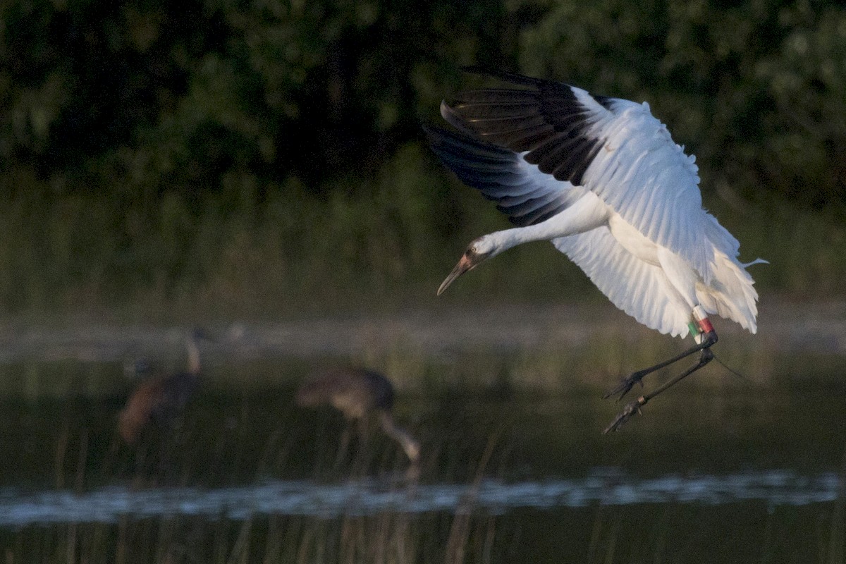 Whooping Crane - ML171693561