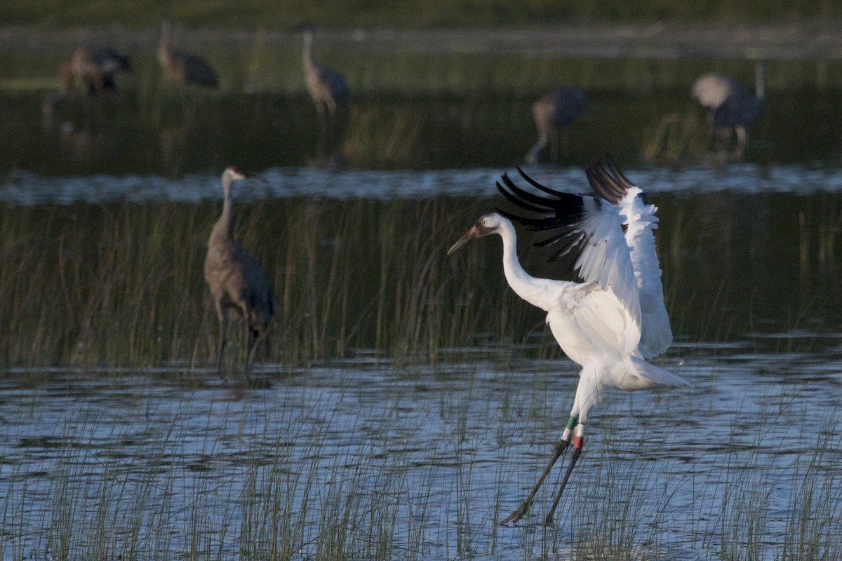 Whooping Crane - ML171693761