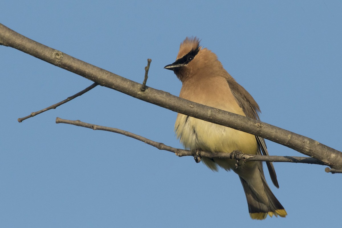 Cedar Waxwing - ML171693941