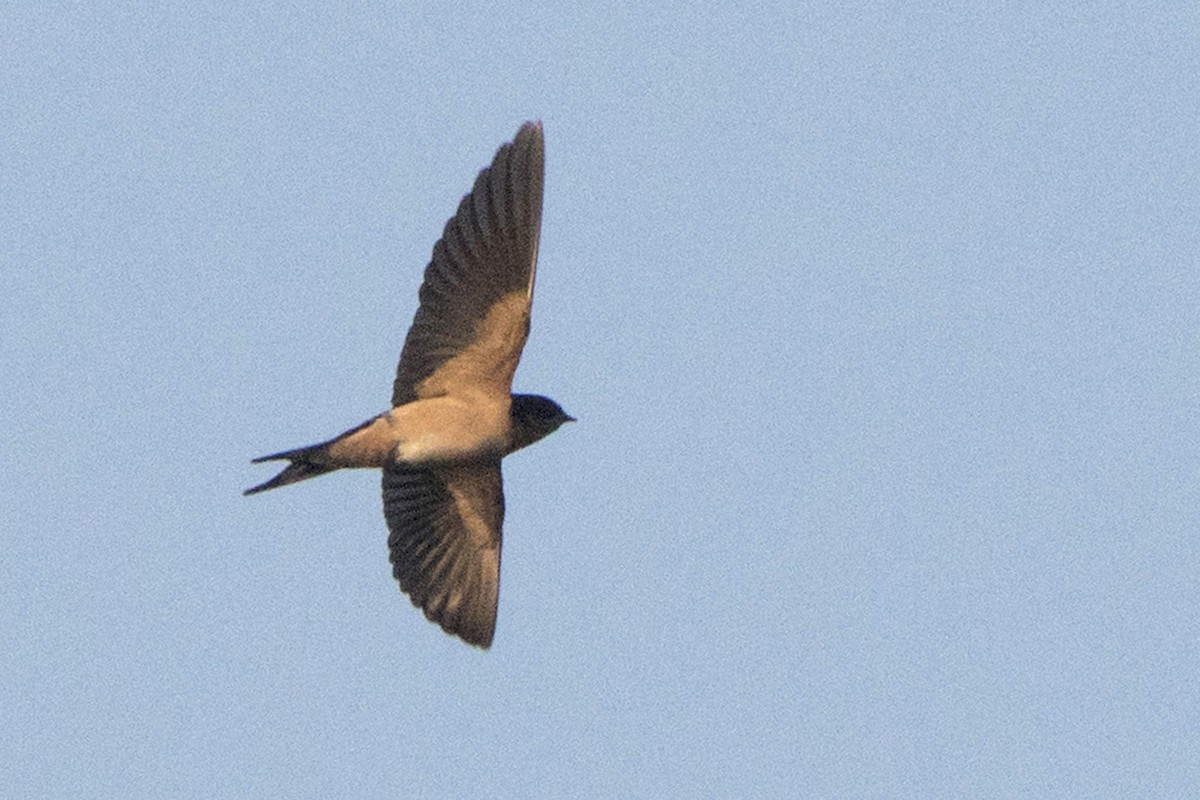 Barn Swallow - ML171694061