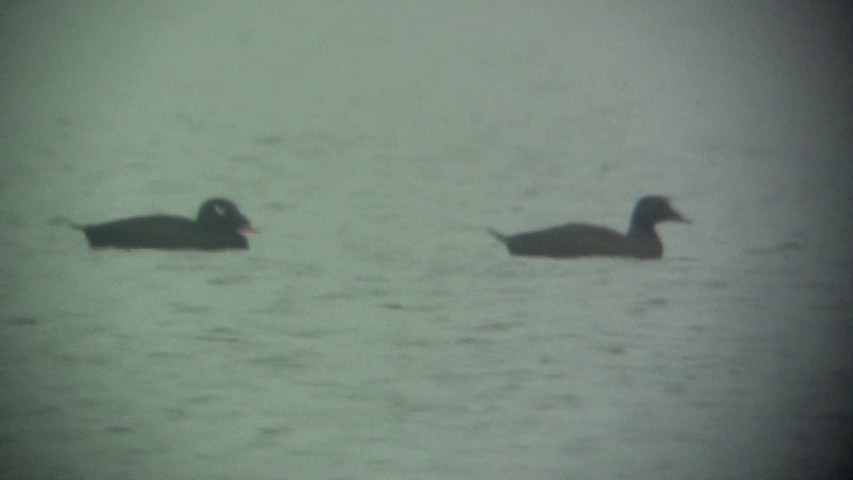 White-winged Scoter - ML171694341