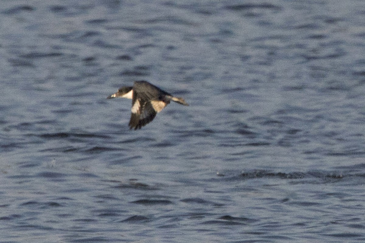 Belted Kingfisher - ML171694571