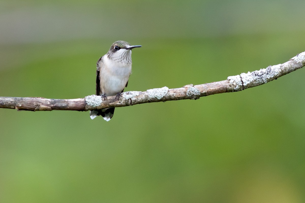 Ruby-throated Hummingbird - ML171695001