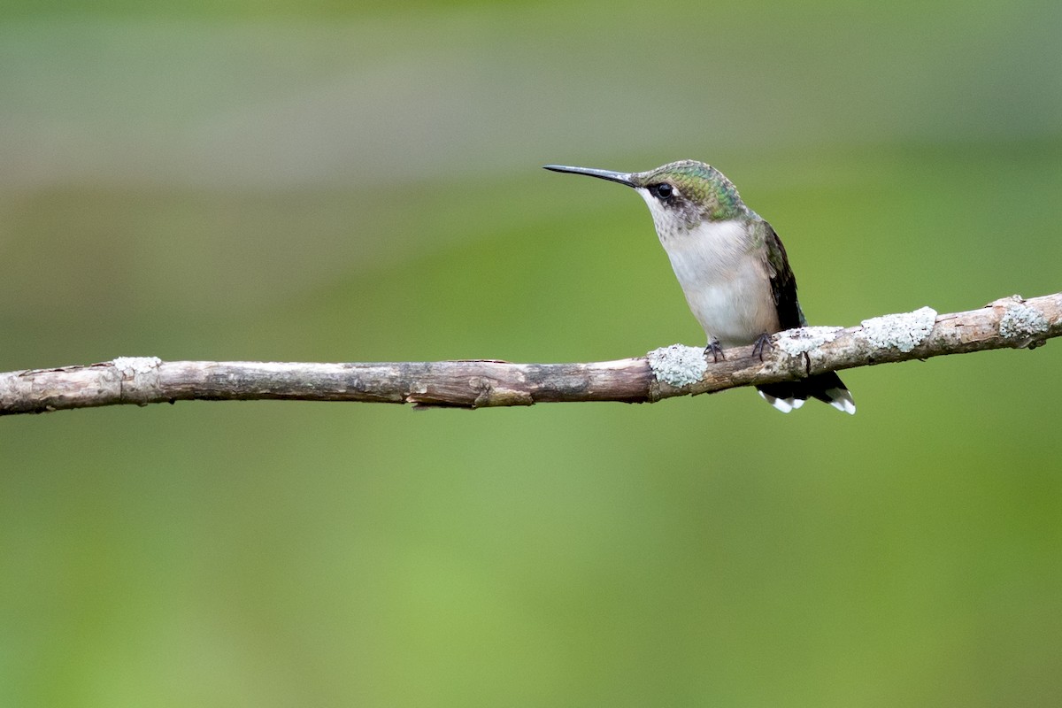 Ruby-throated Hummingbird - ML171695011