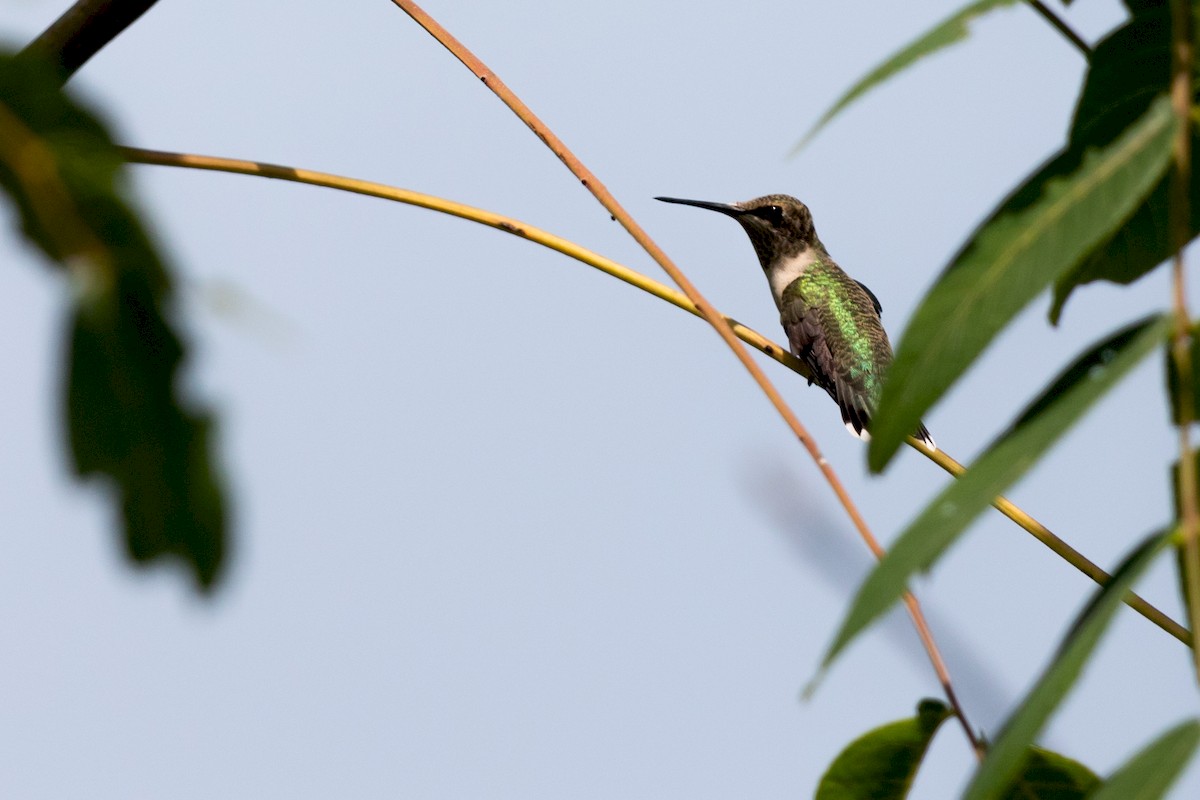 Colibri à gorge rubis - ML171695021