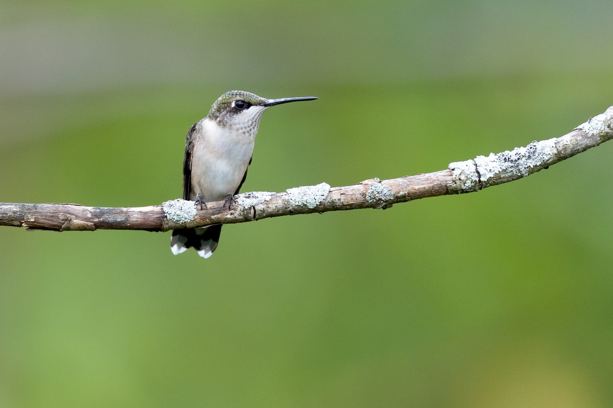 Ruby-throated Hummingbird - ML171695031