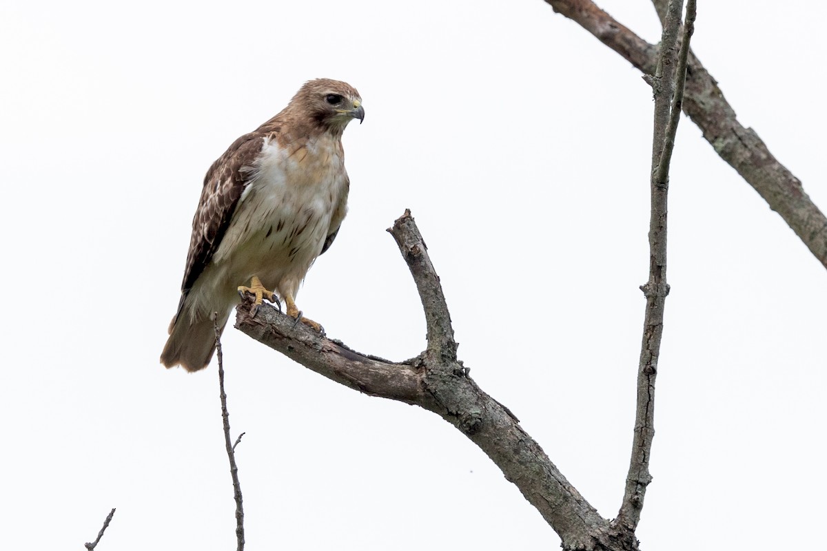 Red-tailed Hawk - ML171695051