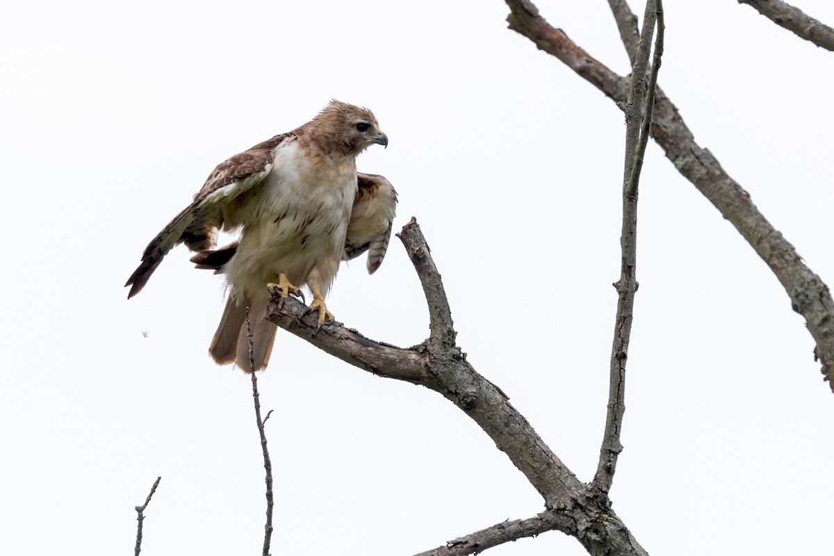 Red-tailed Hawk - ML171695071
