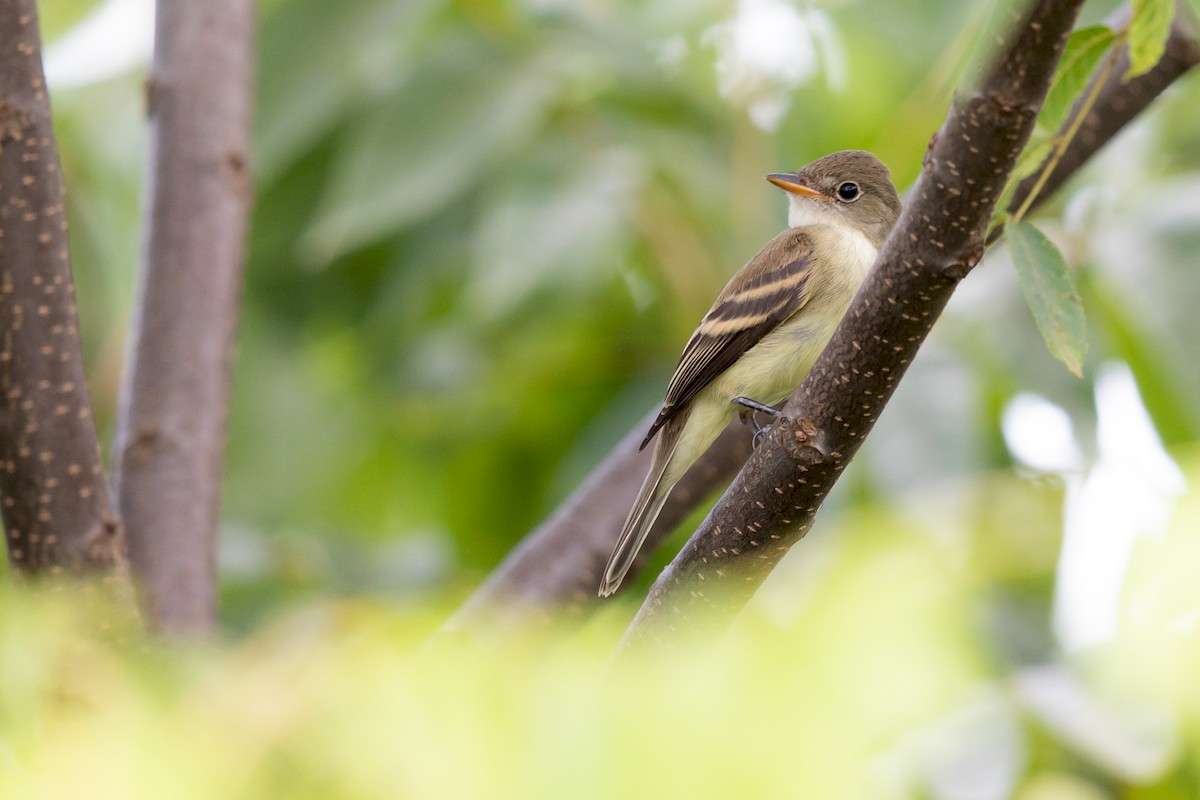 Willow Flycatcher - ML171695211