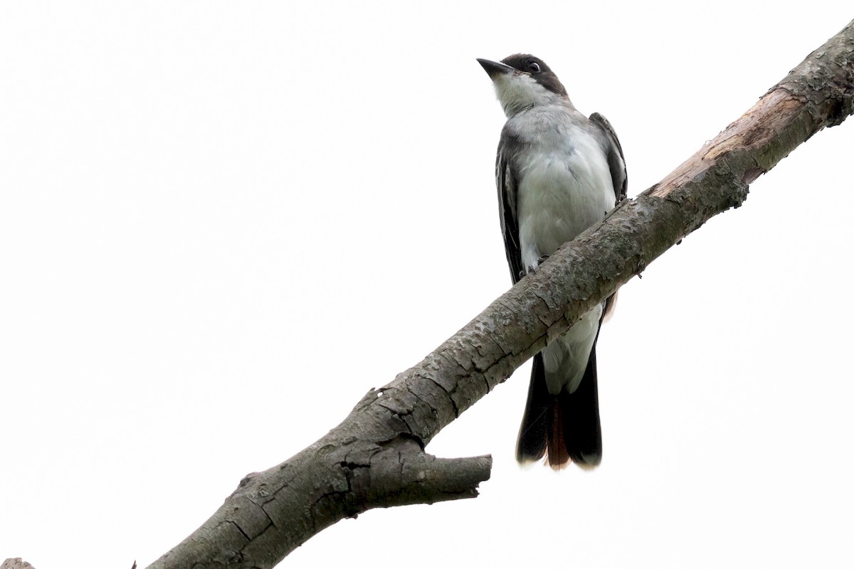 Eastern Kingbird - Brad Imhoff