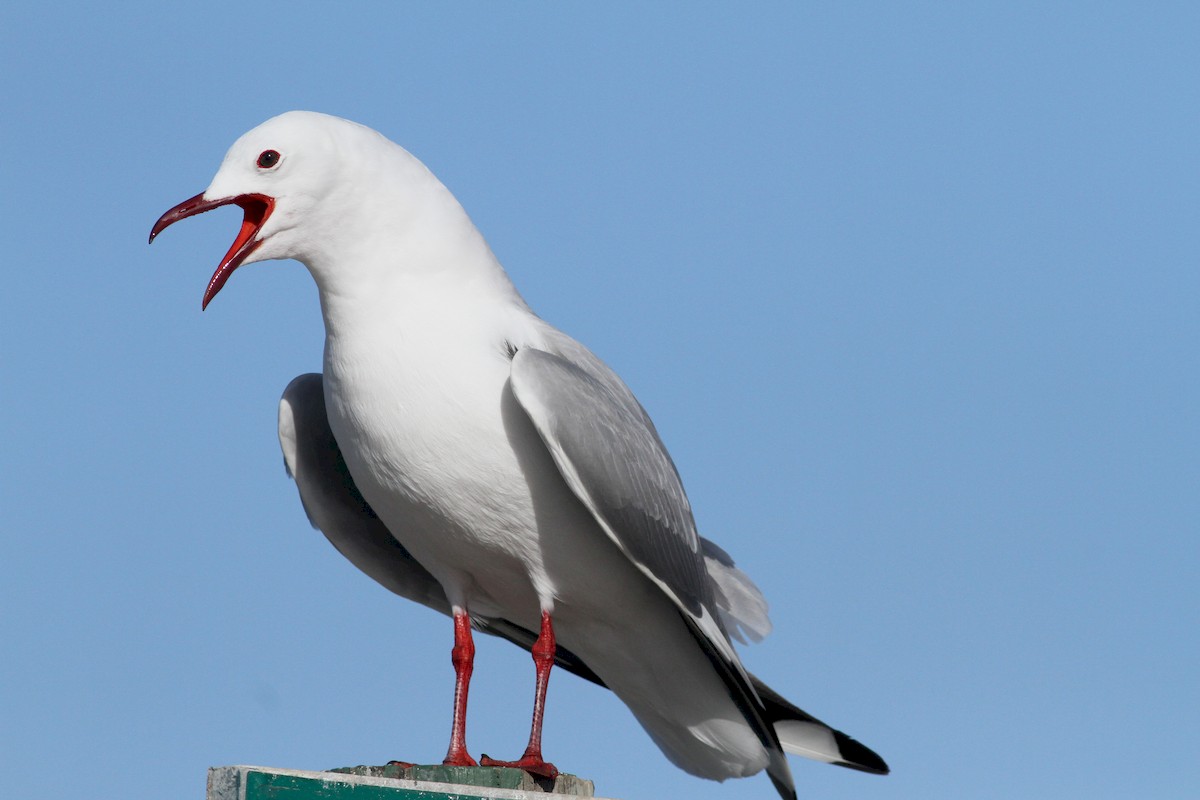 Hartlaub's Gull - ML171695241