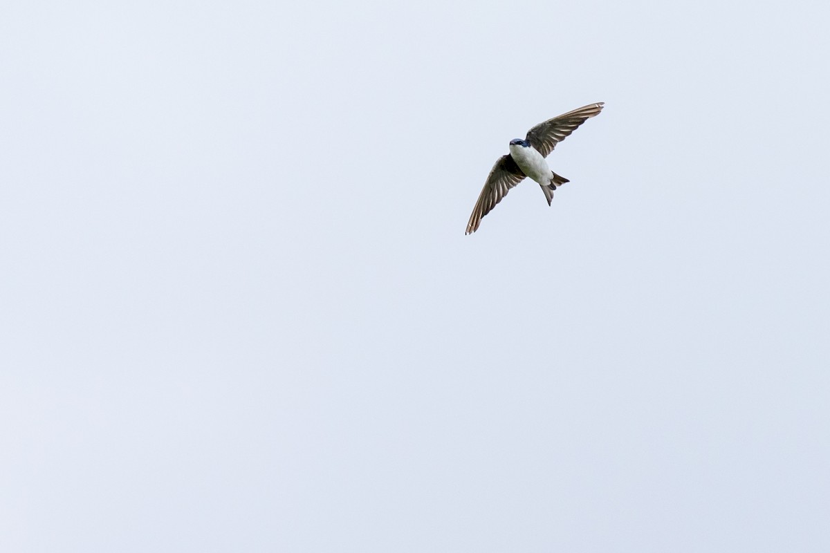 Tree Swallow - ML171695311