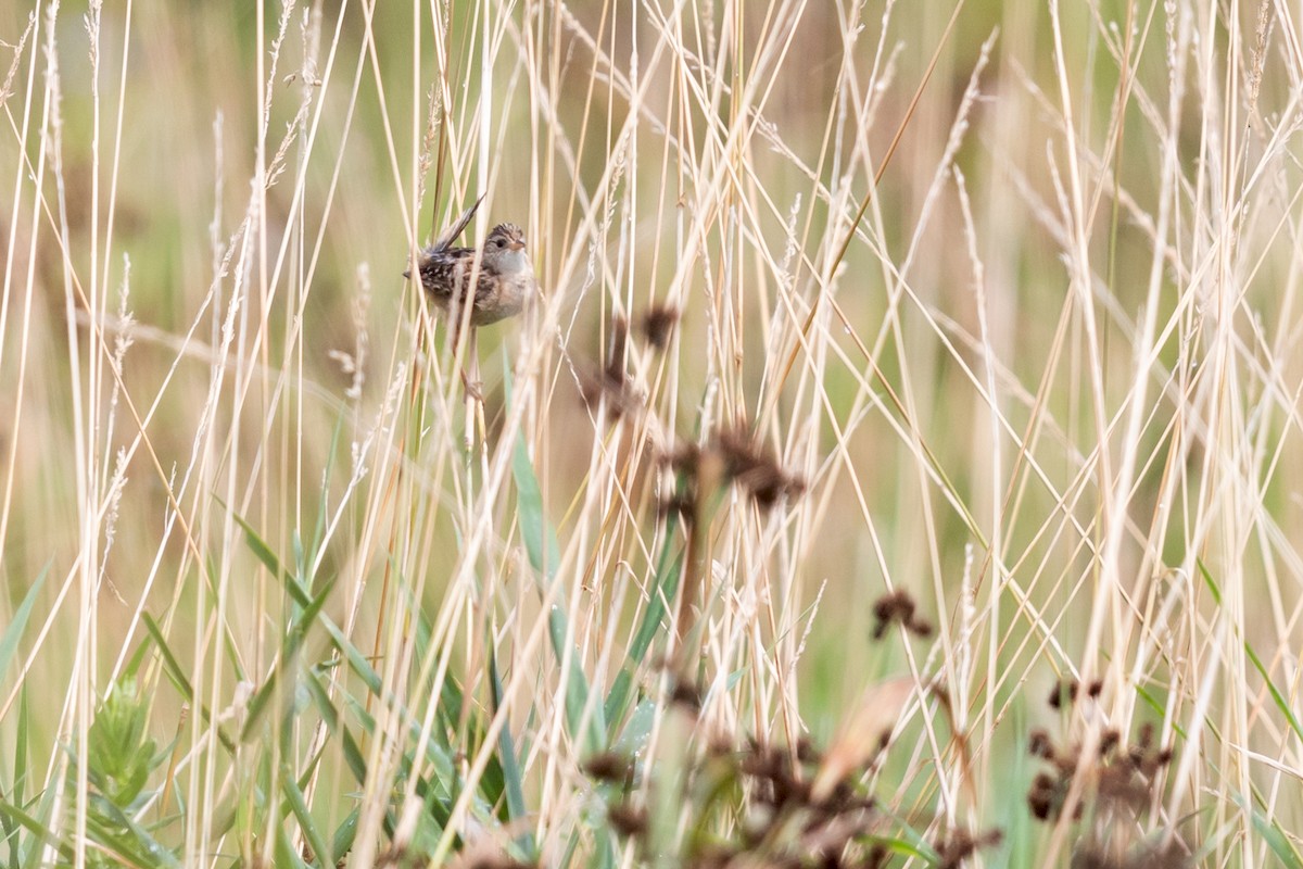 Sedge Wren - ML171695411