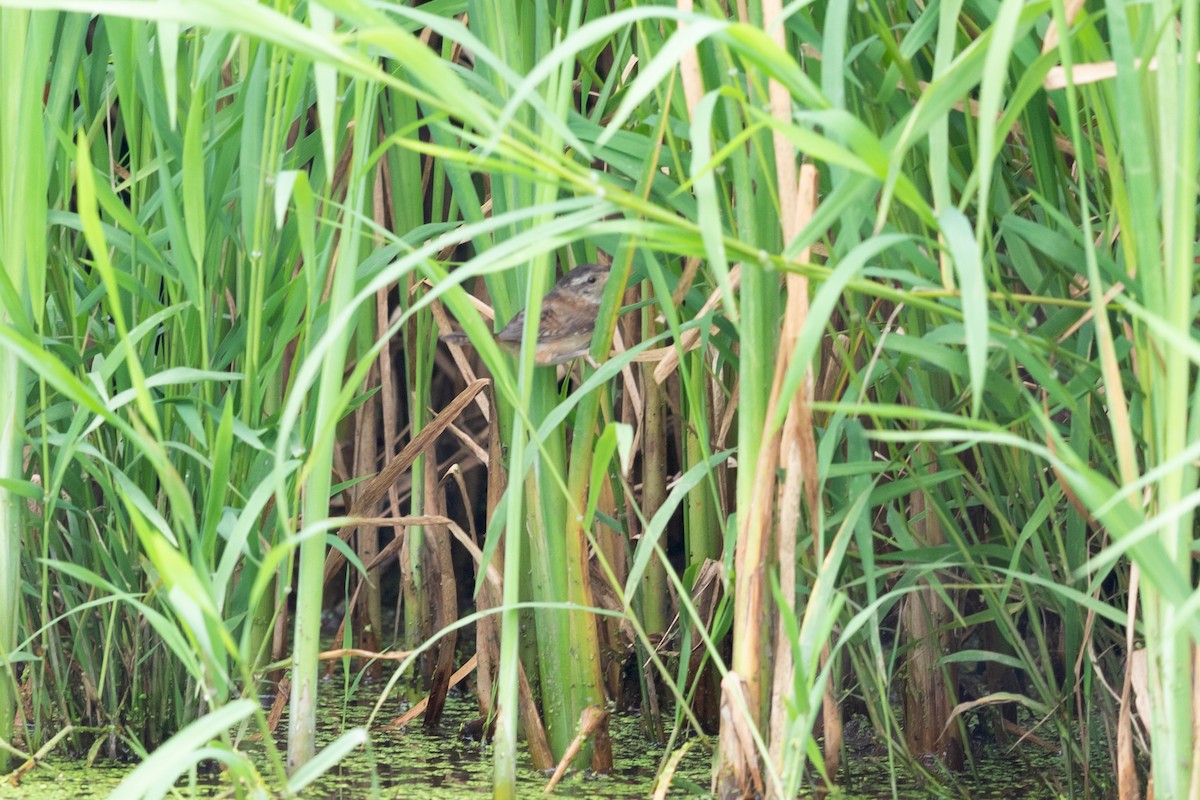 Marsh Wren - ML171695441