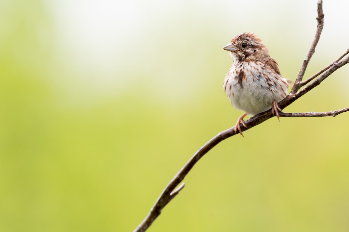 Song Sparrow - ML171695481