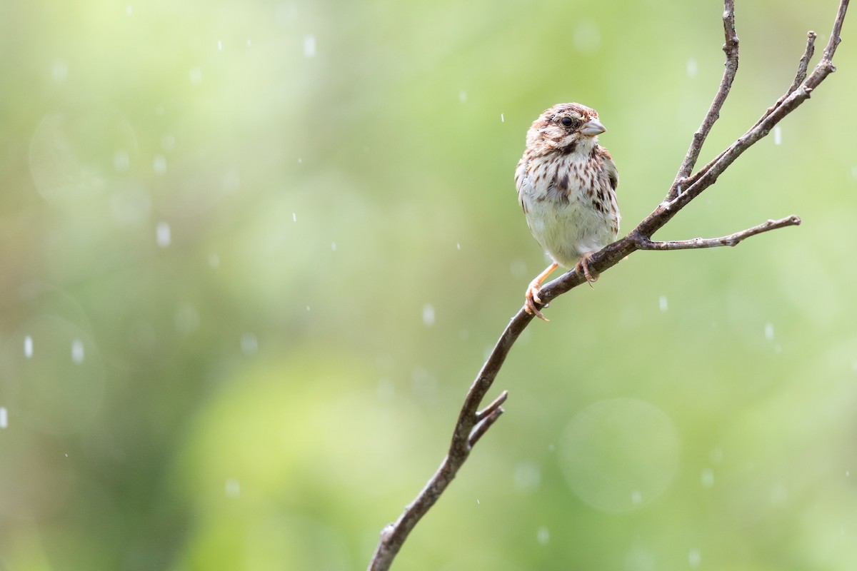 Song Sparrow - ML171695491