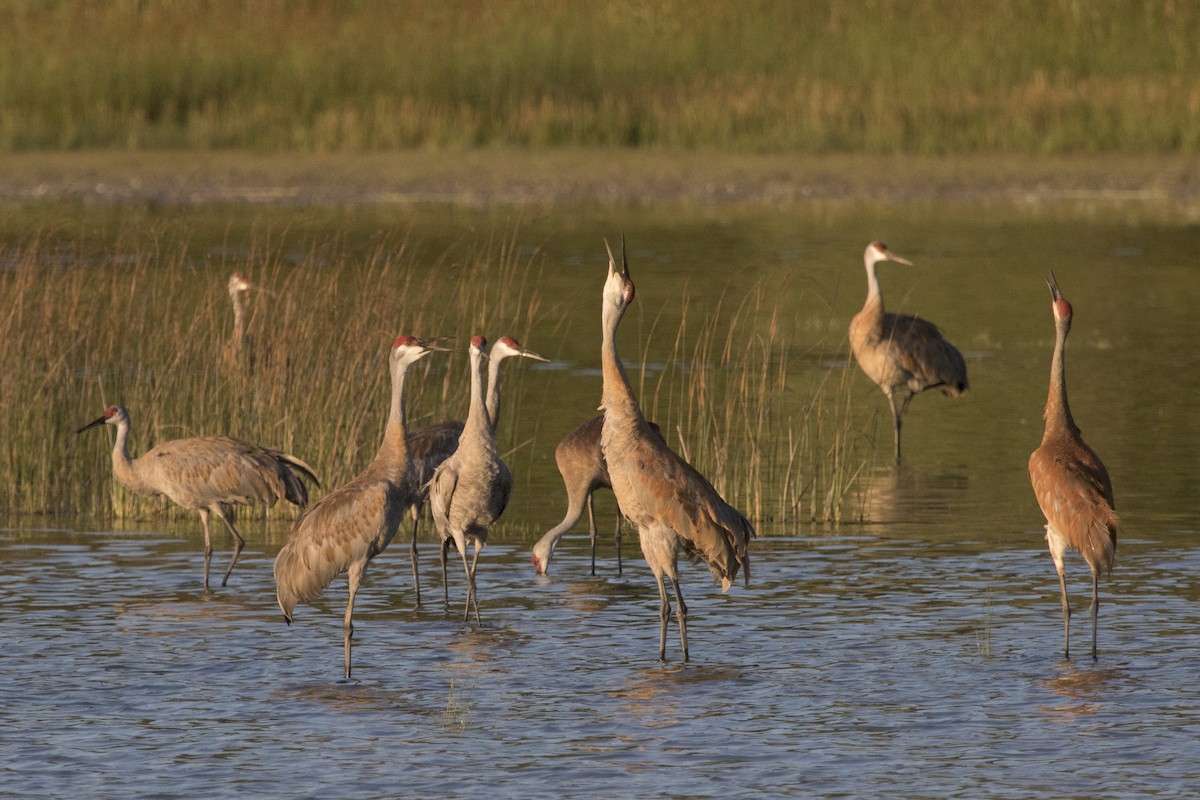 Sandhill Crane - Michael Bowen