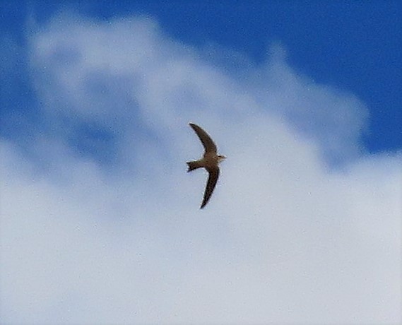 Alpine Swift - ML171695671