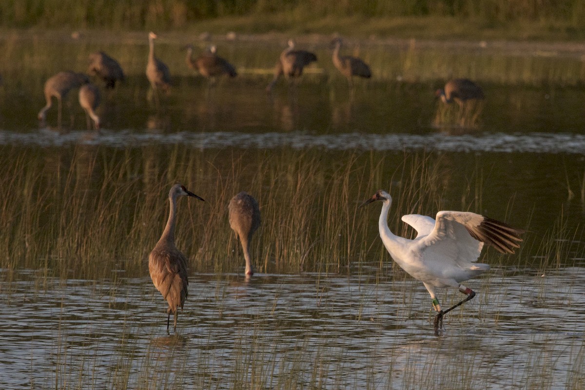 Whooping Crane - ML171695721