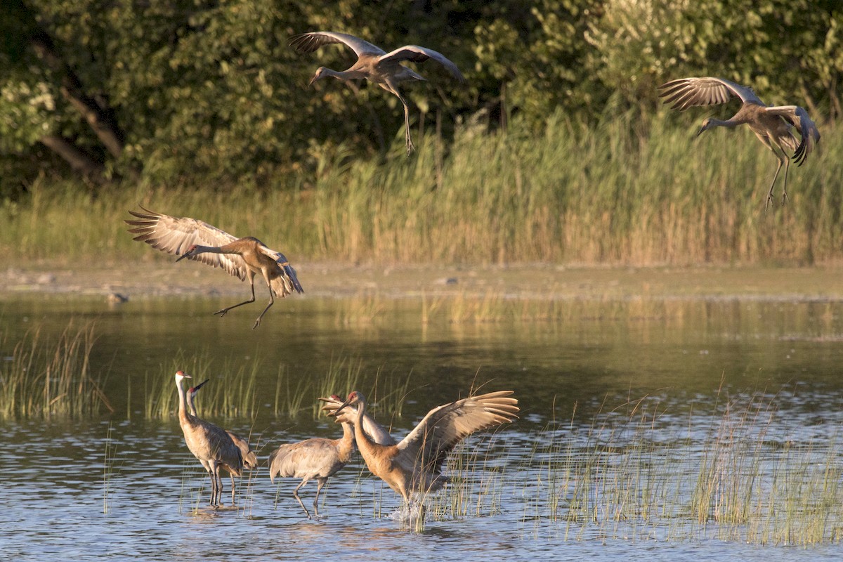 Sandhill Crane - ML171695881