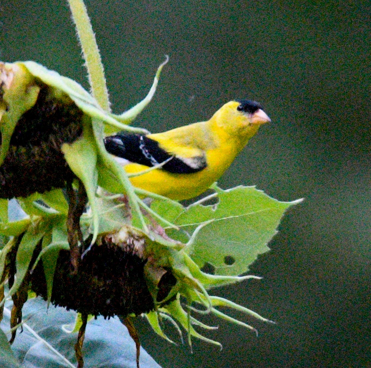 American Goldfinch - ML171696861