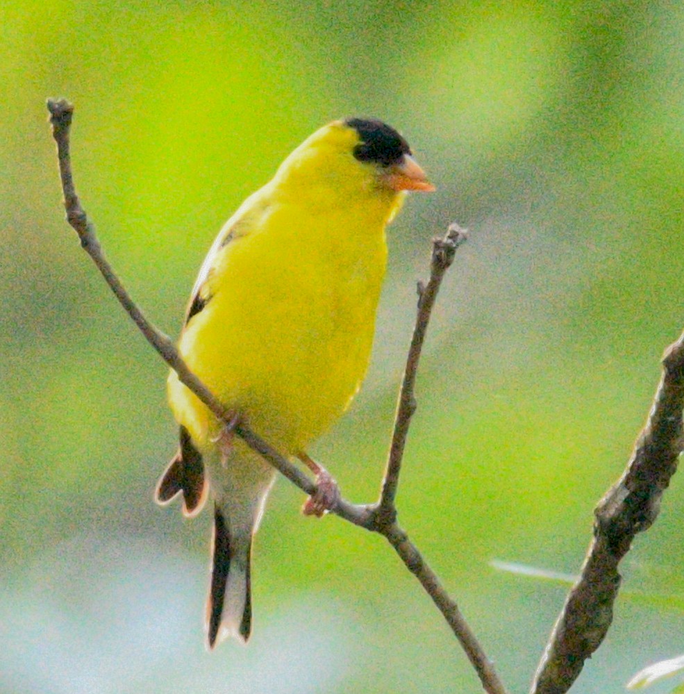 American Goldfinch - Rick Spencer