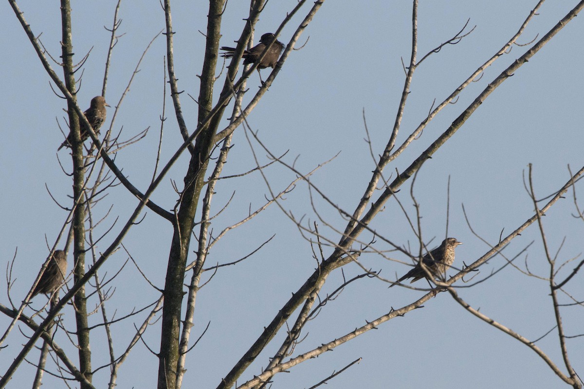 American Robin - ML171697321