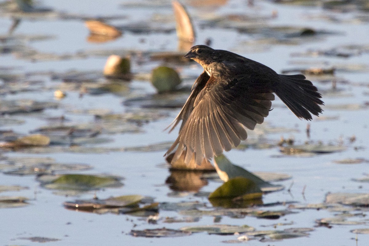 Red-winged Blackbird - ML171697741