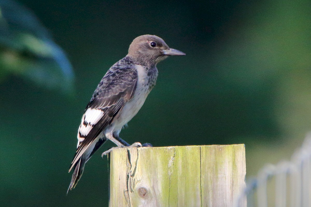 Red-headed Woodpecker - ML171698641
