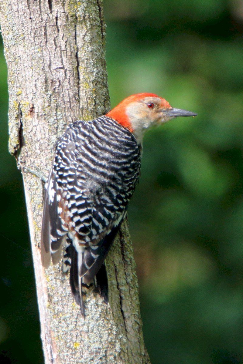 Red-bellied Woodpecker - ML171698701