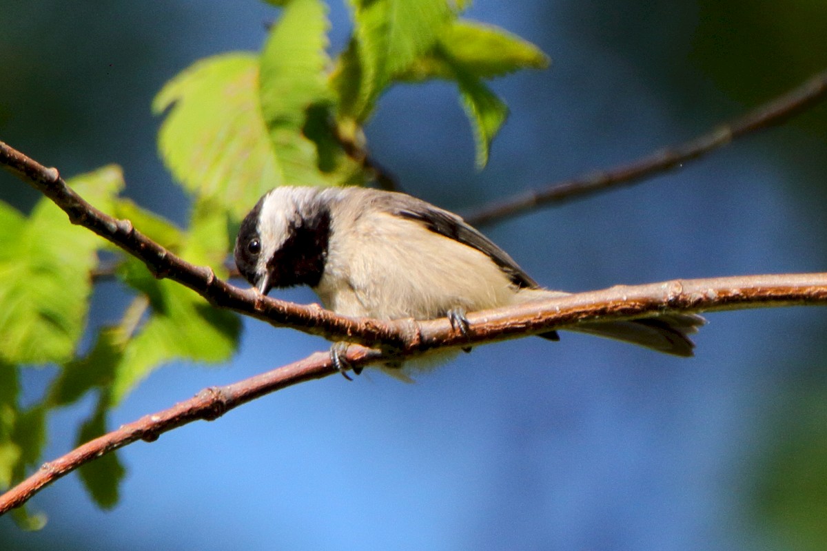Carolina Chickadee - ML171698841