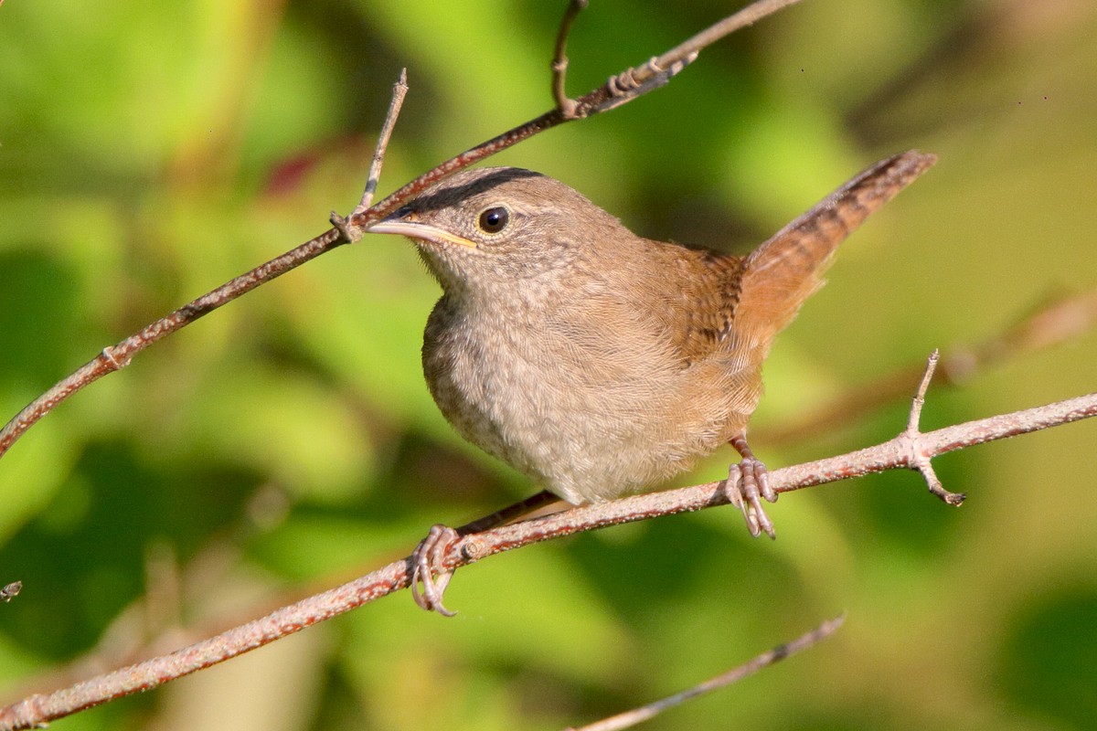 Northern House Wren - ML171698871