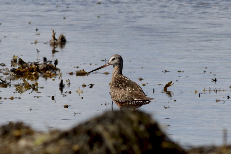 Hudsonian Godwit - ML171698891