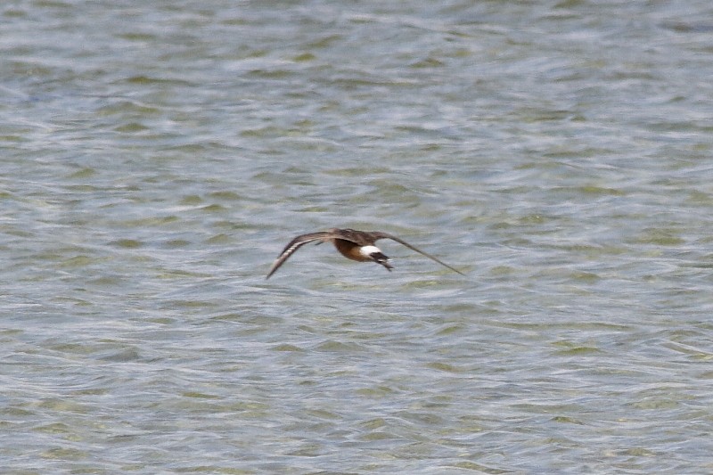 Hudsonian Godwit - ML171698911