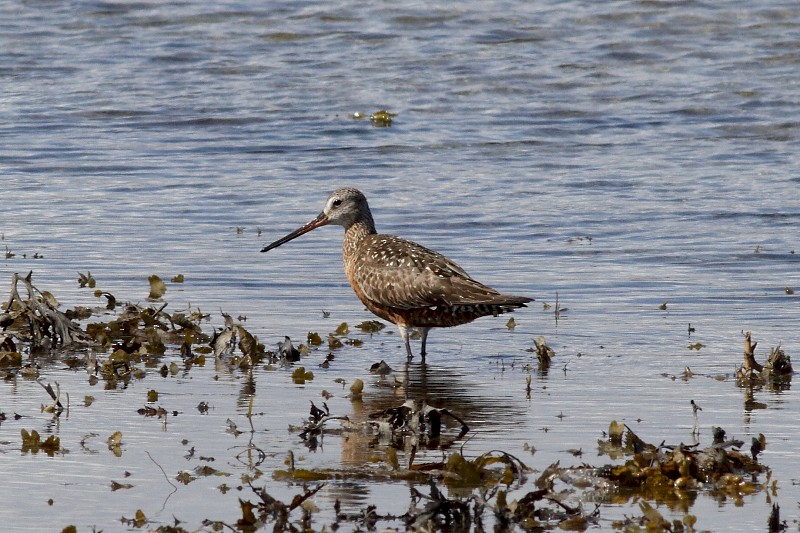 Hudsonian Godwit - ML171698931