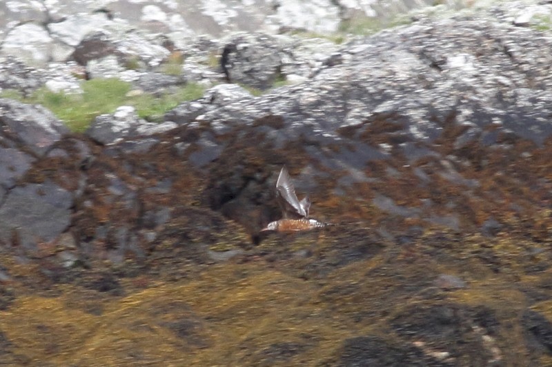 Hudsonian Godwit - ML171698941