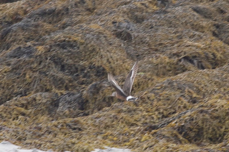 Hudsonian Godwit - ML171698951