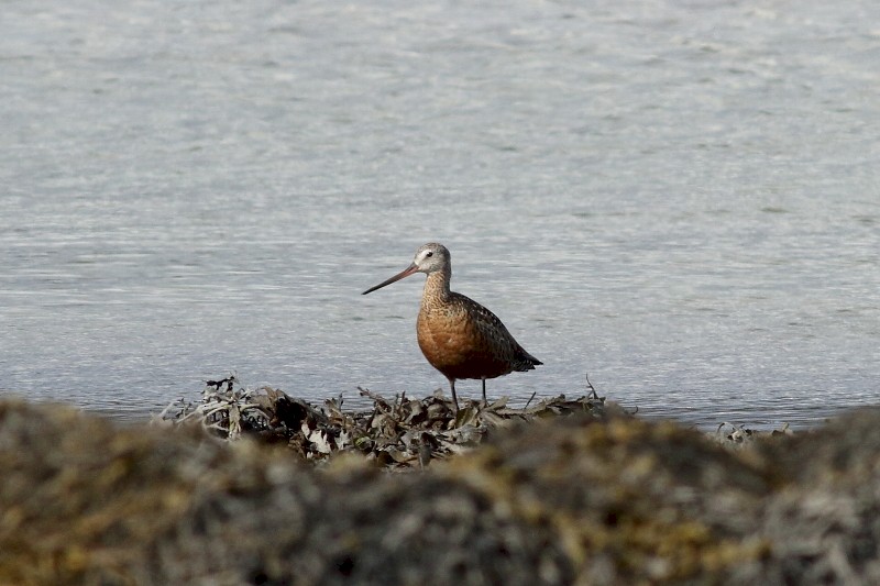 Hudsonian Godwit - ML171698961