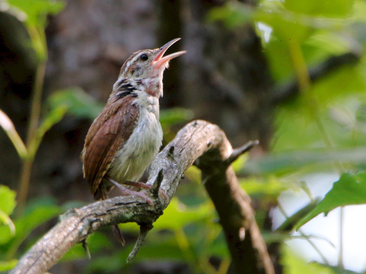 Carolina Wren - ML171699001