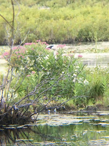 Trumpeter Swan - ML171701181