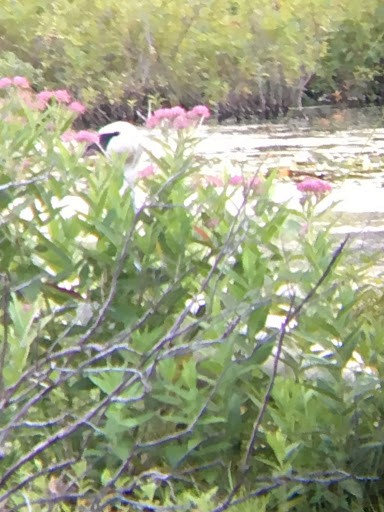 Trumpeter Swan - ML171701211