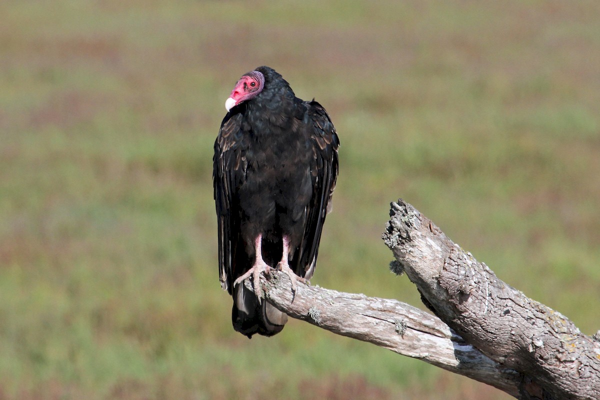 Turkey Vulture - ML171702351