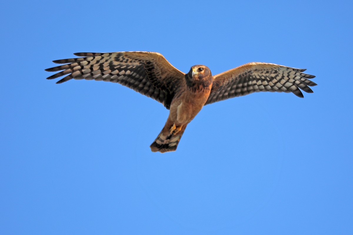 Northern Harrier - ML171702491