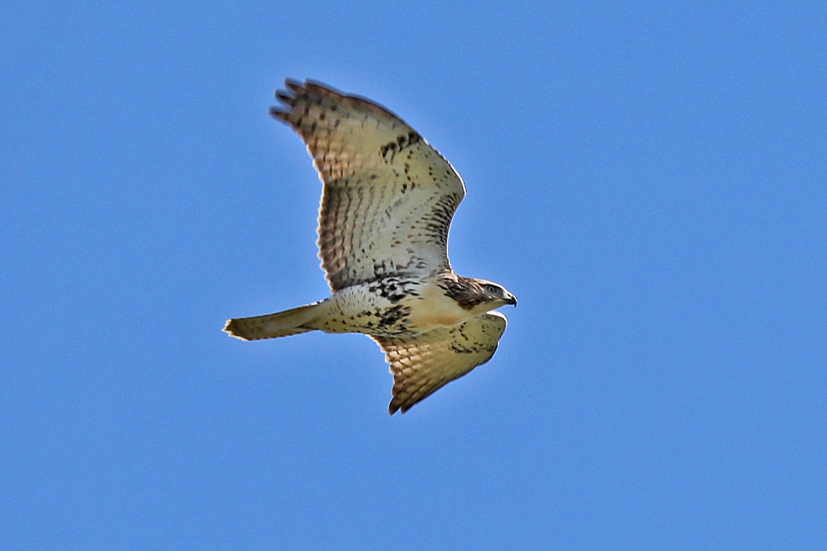 Red-tailed Hawk - ML171702501