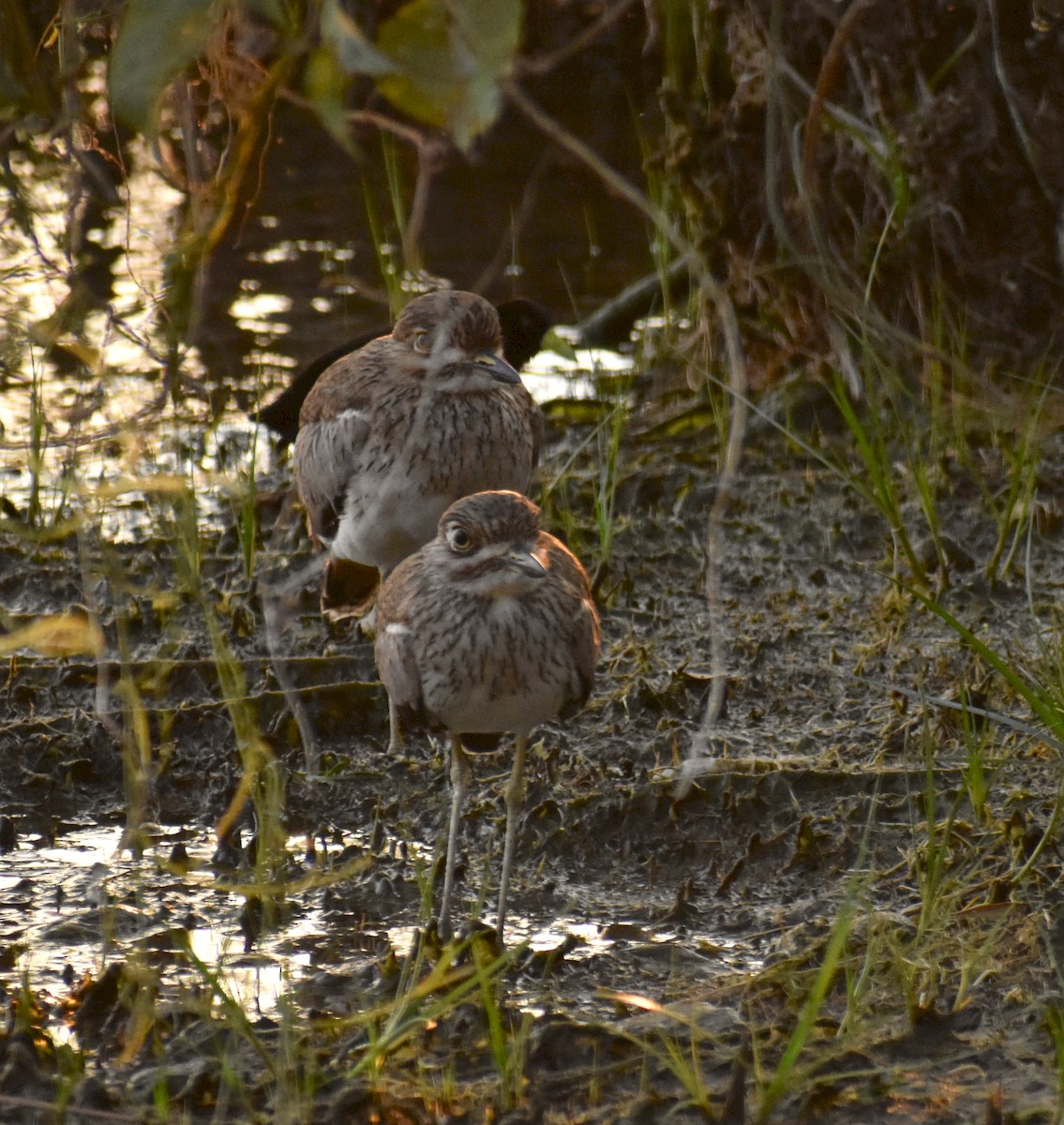 Water Thick-knee - Stuart Malcolm