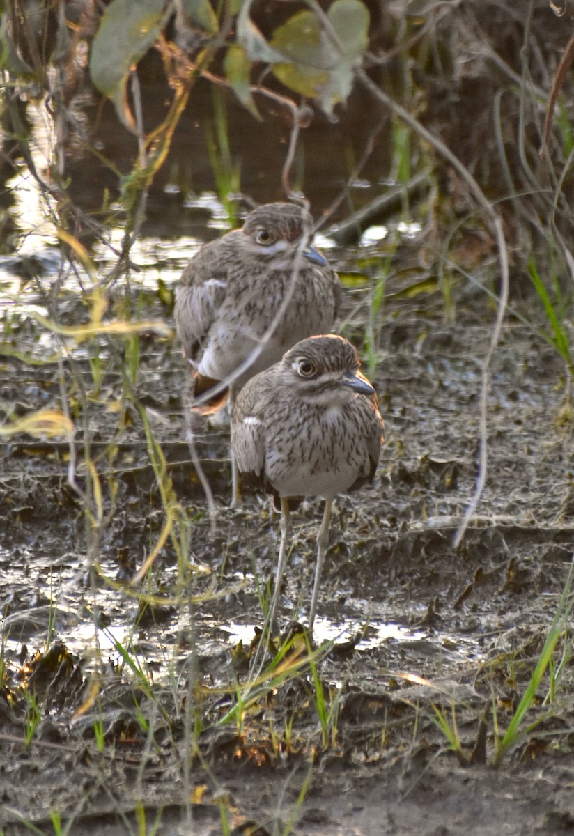 Oedicnème vermiculé - ML171702691