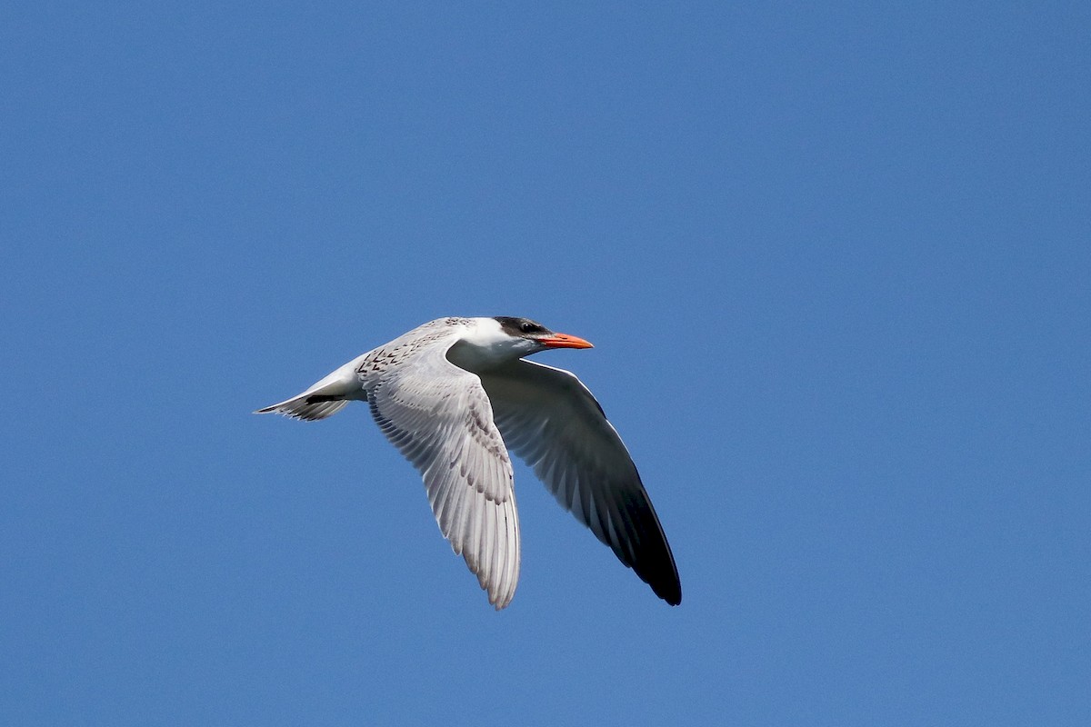 Caspian Tern - ML171704641